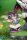 Genshin Impact PVC Figur Durin Floral Wanderings Ver. with Bonus 13 cm
