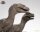 Jurassic Park Statue 1/8 Pair of Velociraptors 30 cm