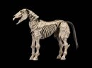 Mythic Legions: Reinforcement 3 Actionfigur Skeleton...