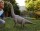 Jurassic World Actionfigur Brachiosaurus Riesendino Aussteller GNC31 71 cm