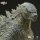 Godzilla 2014 Titans of the Monsterverse PVC Statue Godzilla (Standard Version) 44 cm