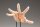 Takahiro Kagami PVC Artist Support Item Hand 1/1 Model/L Pale Orange 21 cm