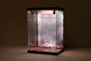 SHINSAI Acryl Display Case mit Beleuchtung Inbina Rasethuhime Saki M Edition 39 cm