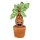Harry Potter Plüschfigur mit Sound Mandrake 25 cm