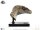 Jurassic Park III Büste Female Velociraptor White Queen 75 cm
